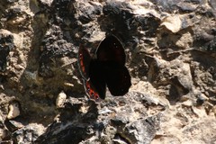 Erebia styx