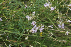 Astragalus sulcatus