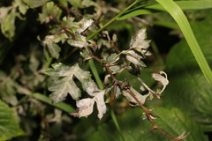 Podosphaera clandestina