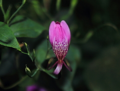 Dicliptera bivalvis