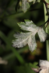 Podosphaera clandestina