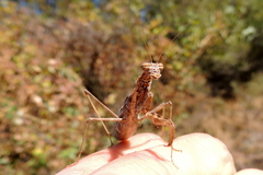 Bolivaria brachyptera