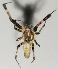 Zosis geniculata