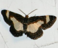 Heliomata cycladata