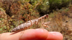 Bolivaria brachyptera