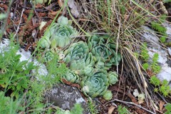 Sempervivum globiferum lagarinianum