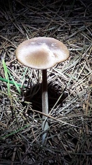 Entoloma cuneatum