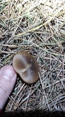 Entoloma cuneatum
