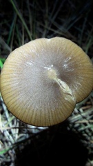 Entoloma cuneatum