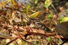 Bolivaria brachyptera