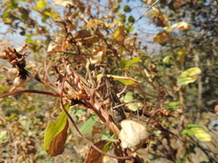 Bolivaria brachyptera