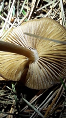 Entoloma cuneatum