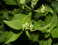 Chromolaena odorata
