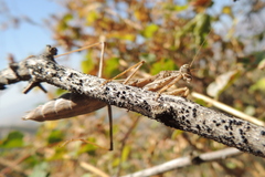 Bolivaria brachyptera