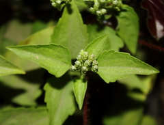 Chromolaena odorata