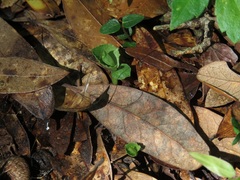 Triphora yucatanensis
