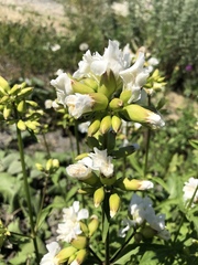 Saponaria officinalis