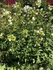 Saponaria officinalis