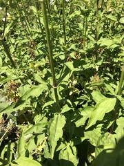 Saponaria officinalis