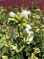 Saponaria officinalis