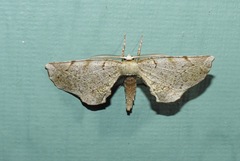 Parepisparis pallidus