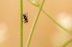 Herina lacustris