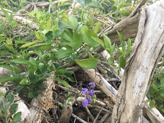 Solanum seaforthianum