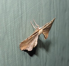Parepisparis pallidus