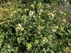 Saponaria officinalis