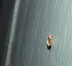 Parepisparis pallidus