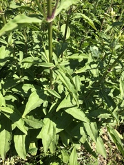 Saponaria officinalis