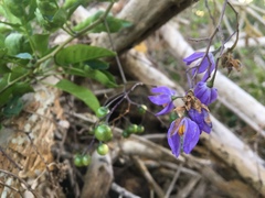 Solanum seaforthianum