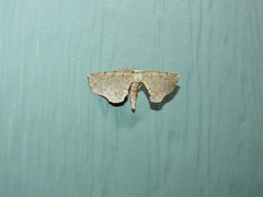 Parepisparis pallidus