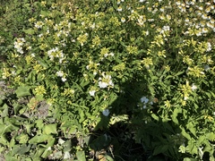 Saponaria officinalis