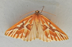 Caripeta piniata