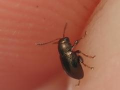 Chaetocnema hortensis