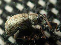 Peritelus sphaeroides