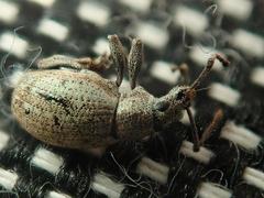 Peritelus sphaeroides