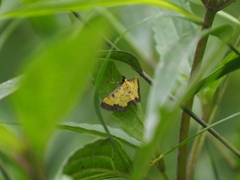 Ategumia