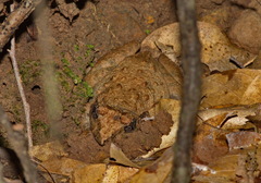 Limnonectes gyldenstolpei