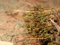 Tortula muralis