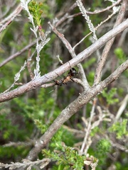Formica polyctena × rufa
