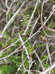 Formica polyctena × rufa