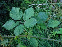 Rubus lindleianus