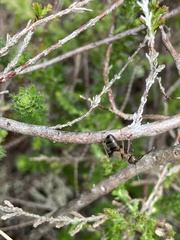 Formica polyctena × rufa