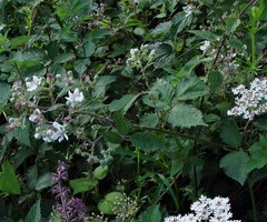 Rubus lindleianus