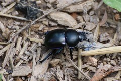 Trypocopris vernalis