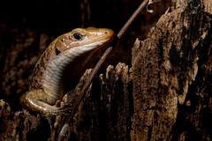 Zonosaurus laticaudatus