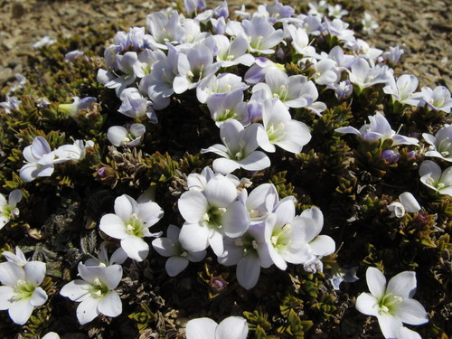 Veronica densifolia, photograph 2