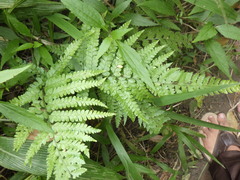 Microlepia strigosa